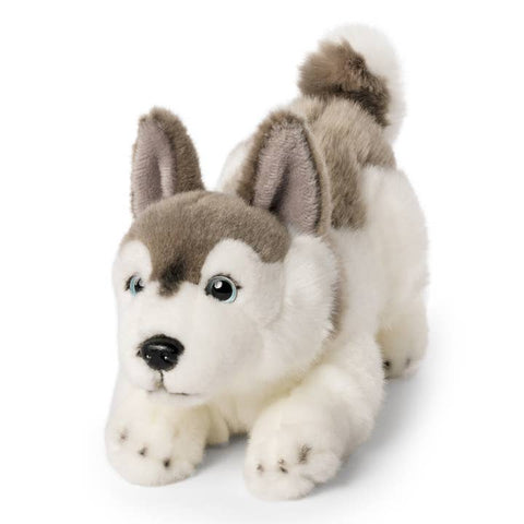 Living Nature - Husky Playful Pup